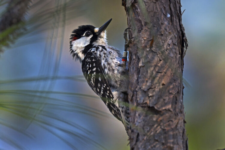 Red-cockaded woodpeckers’ recovery in southeast leads to status change from endangered to threatened